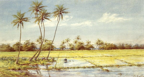 Helen Whitney Kelley Rice Paddies watercolor 1890 Honolulu Academy of Arts