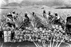 Pineapple workers