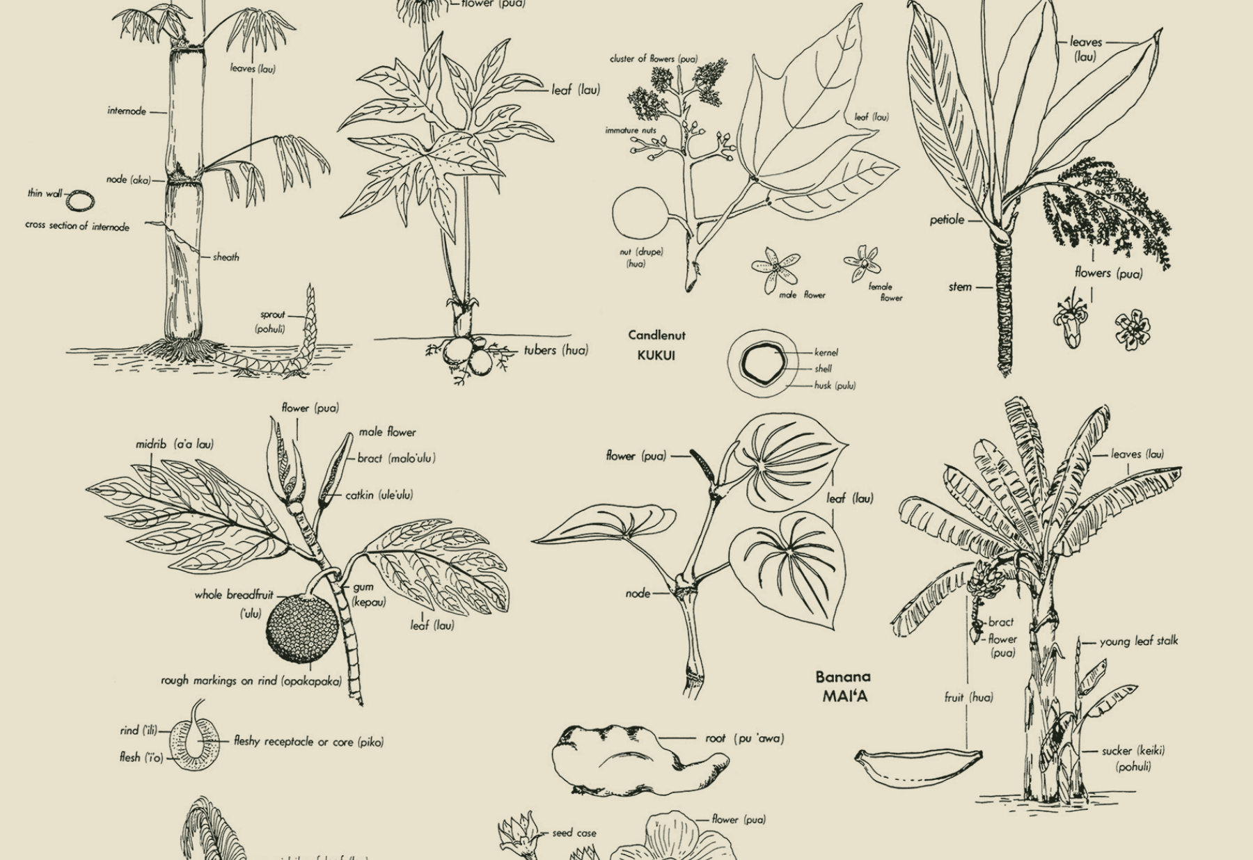 Plants of Old Hawaii (Coming Soon)